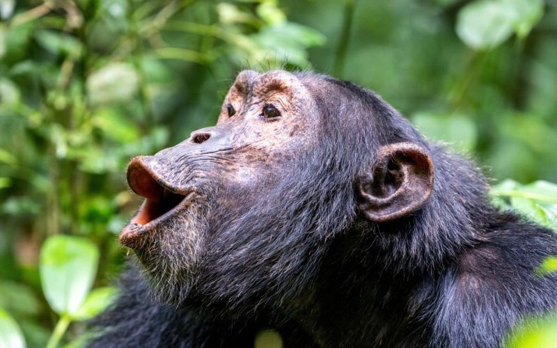 Gros plan sur un chimpanzé dans le parc national de Kibale
