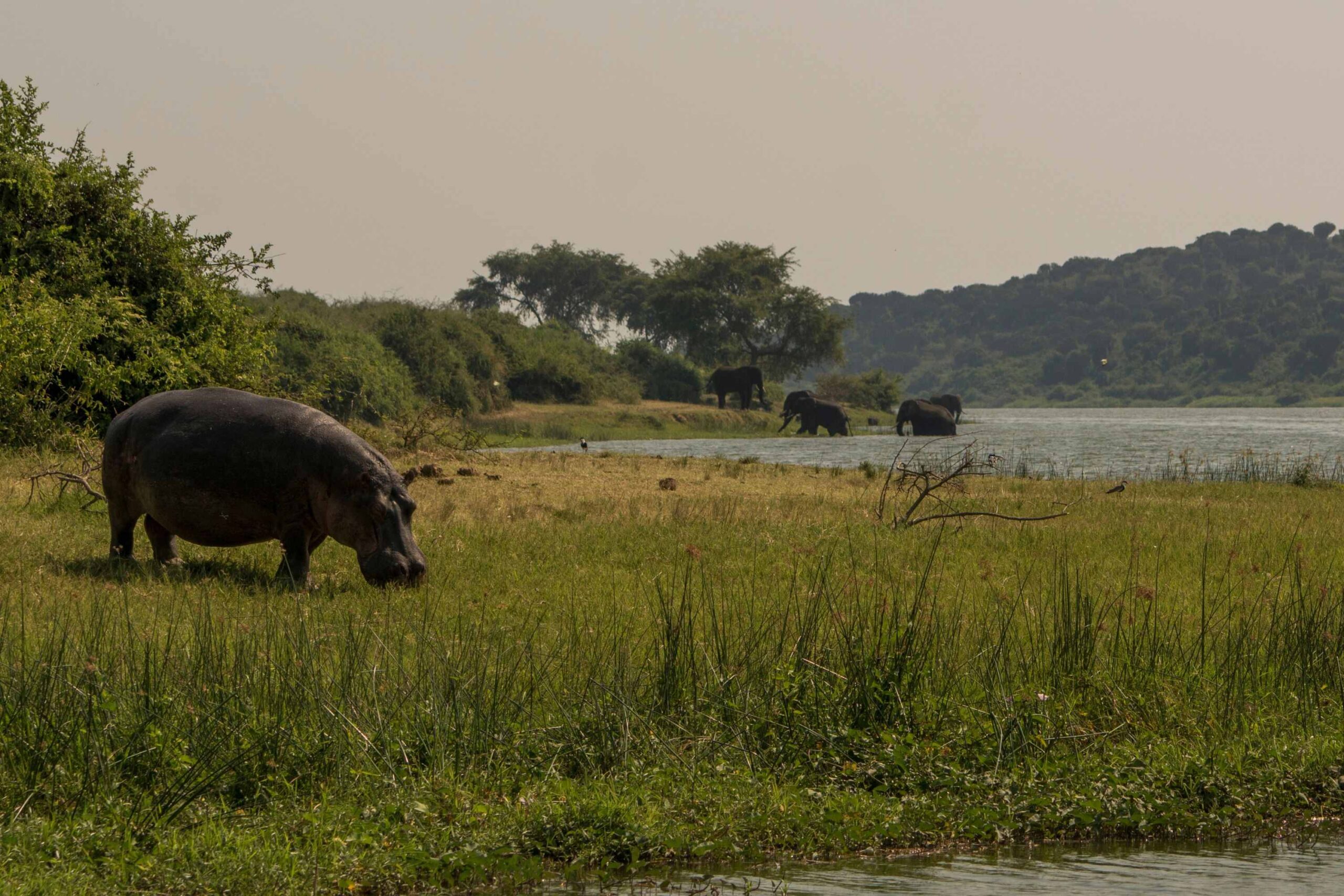 Safari en bateau dans le parc national Queen Elizabeth